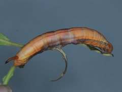Daphnis placida
