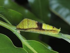 Graphium macfarlanei
