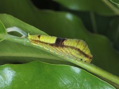 Graphium macfarlanei