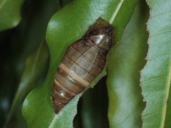 Graphium macfarlanei
