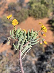 Crassothonna floribunda