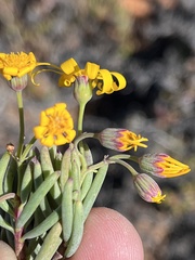 Crassothonna floribunda, photograph (c) Dave U, some rights reserved (CC BY-SA)