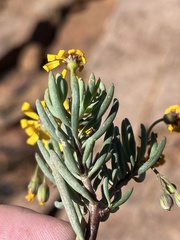 Crassothonna floribunda, photograph (c) Dave U, some rights reserved (CC BY-SA)