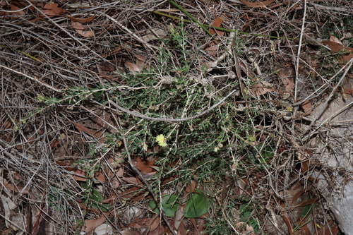 Image of Melaleuca thymoides by (c) Thomas Mesaglio, some rights reserved (CC BY)