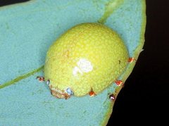 Paropsis rufitarsis