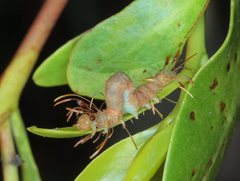 Homodes bracteigutta