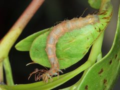 Homodes bracteigutta