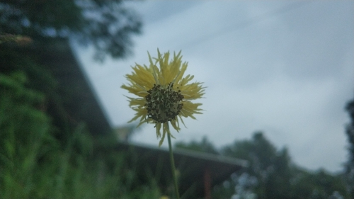 Image of Neptunia plena by (c) Navapol Komanasin, some rights reserved (CC BY)