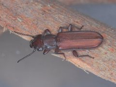 Platisus angusticollis