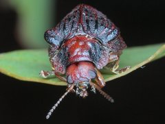 Trachymela papuligera