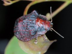 Trachymela papuligera