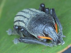 Psapharus ruficornis