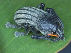 Psapharus ruficornis