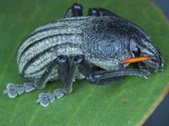 Psapharus ruficornis