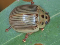 Paropsisterna intacta