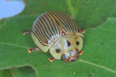 Paropsisterna intacta