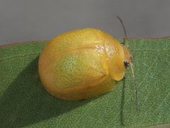 Paropsisterna pictipes