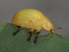 Paropsisterna pictipes