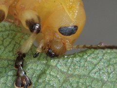 Paropsisterna pictipes