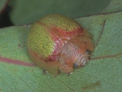 Paropsisterna pictipes