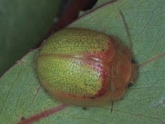 Paropsisterna pictipes