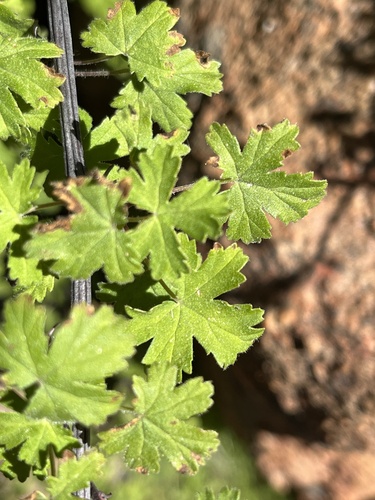 Pelargonium antidysentericum, photograph 4