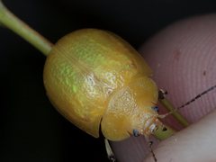 Paropsisterna pictipes