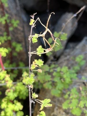 Pelargonium antidysentericum, photograph (c) Dave U, some rights reserved (CC BY-SA)