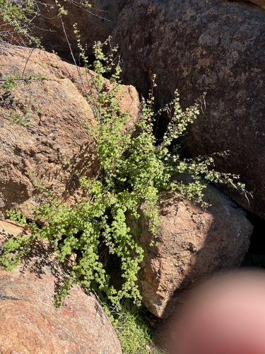 Pelargonium antidysentericum, photograph 6