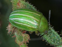 Calomela acaciae