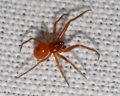 Thymoites unimaculatus