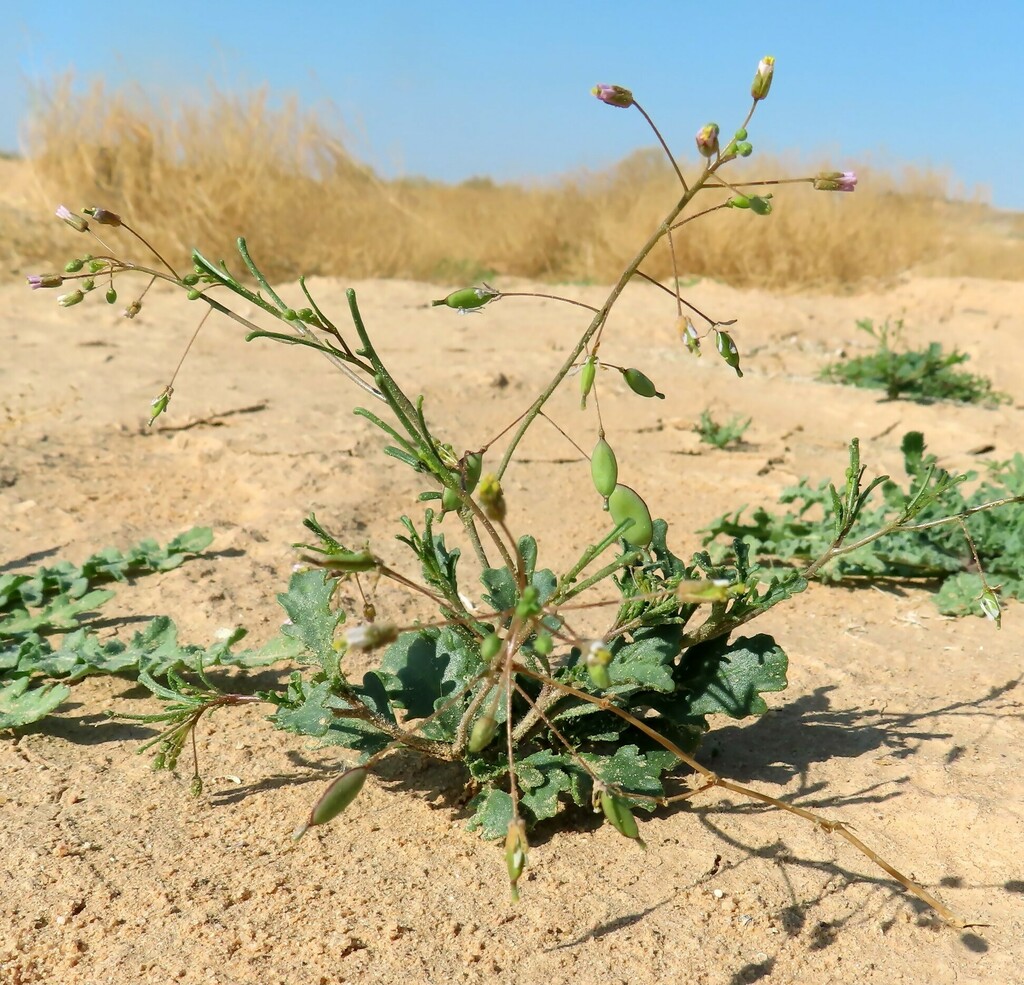 Savignya parviflora