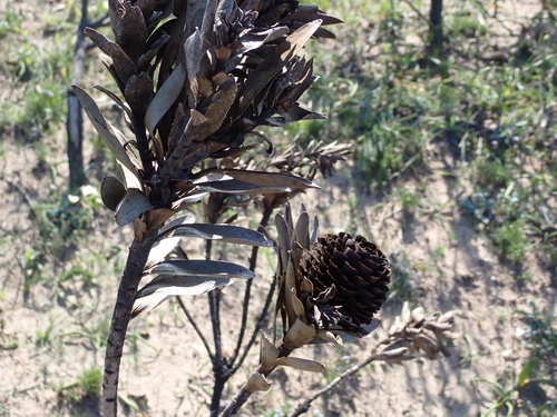 Image of Leucadendron elimense by (c) Eugene Hahndiek, some rights reserved (CC BY-SA)