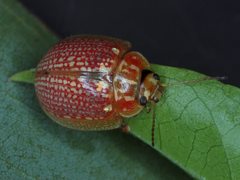 Paropsisterna decolorata
