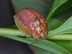 Paropsisterna decolorata