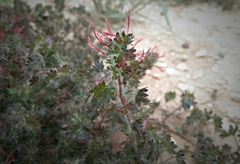 Acalypha radians