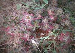 Acalypha radians