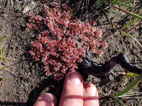Image of Crassula vaillantii by (c) Eugene Hahndiek, some rights reserved (CC BY-SA)