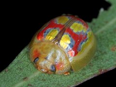 Paropsisterna gloriosa