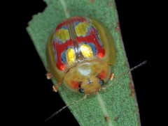 Paropsisterna gloriosa