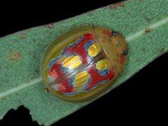 Paropsisterna gloriosa