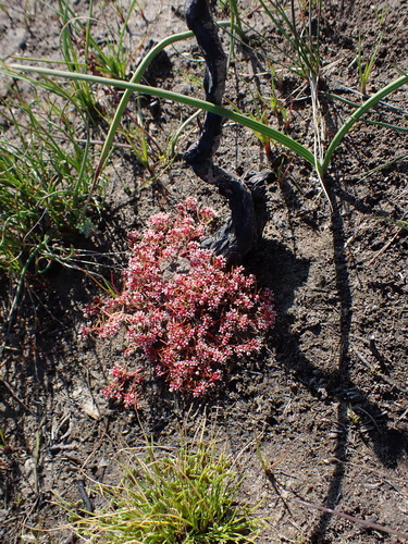 Image of Crassula vaillantii by (c) Eugene Hahndiek, some rights reserved (CC BY-SA)