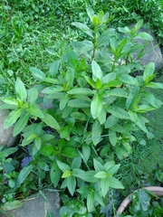 Hygrophila pogonocalyx