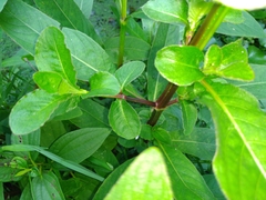 Hygrophila pogonocalyx