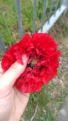 Papaver somniferum