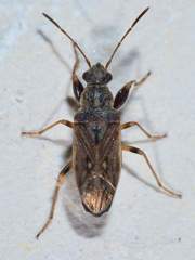 Pseudopachybrachius basalis