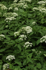 Aegopodium podagraria