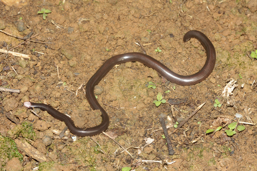 Photo of a Trinidad Blind Snake (Typhlophis squamosus)