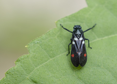 Callitettix versicolor