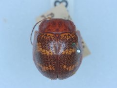 Paropsis mystica